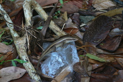 Eutropis multifasciata