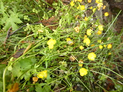 Ranunculus propinquus