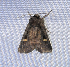 Adelphagrotis indeterminata