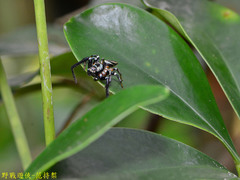 Thiania bhamoensis