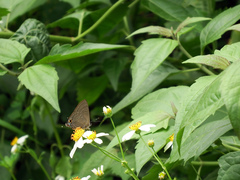 Deudorix epijarbas menesicles