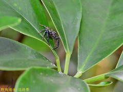 Thiania bhamoensis