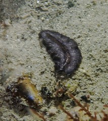Phrikoceros