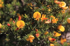 Pultenaea canaliculata