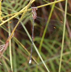 Chlorolestes conspicuus