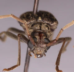 Afroartelida teunisseni