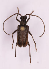 Afroartelida teunisseni
