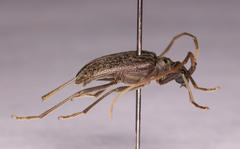 Afroartelida teunisseni