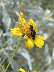 Acmaeodera alicia