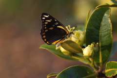 Belenois java peristhene