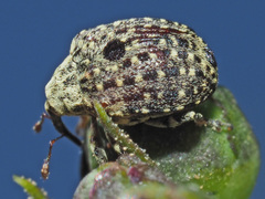 Cionus hortulanus