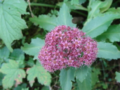 Hylotelephium telephium fabaria