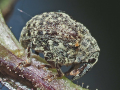 Cionus hortulanus