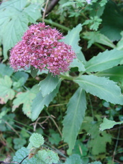 Hylotelephium telephium fabaria