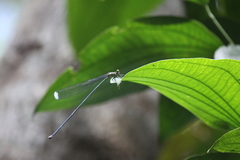 Mecistogaster linearis