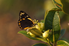 Belenois java peristhene