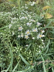 Symphyotrichum ericoides ericoides