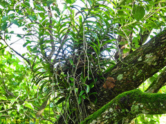 Cleisostoma paniculatum