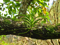 Cleisostoma paniculatum