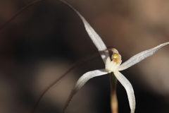 Caladenia capillata