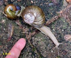 Natalina cafra cafra