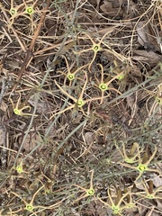 Trochomeria macrocarpa