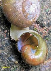 Natalina cafra cafra
