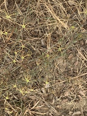 Trochomeria macrocarpa