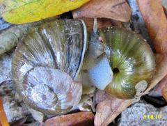 Natalina cafra cafra