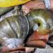 Giant Cannibal Snail - Photo (c) Peter Vos, some rights reserved (CC BY-NC), uploaded by Peter Vos