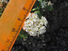 Heliotropium styligerum