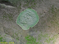 Cryptothecia scripta