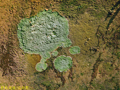 Cryptothecia scripta