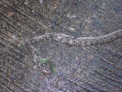 Boiga siamensis