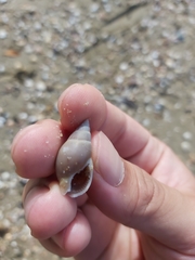 Nassarius dorsatus