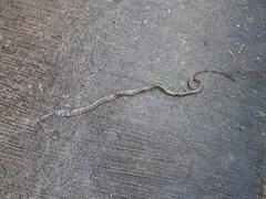 Boiga siamensis