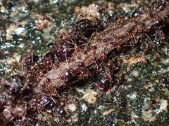 Carebara diversa