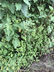 Melampodium longifolium