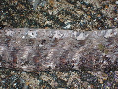 Boiga siamensis