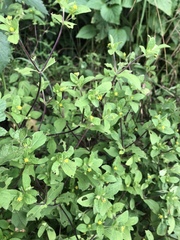 Melampodium longifolium