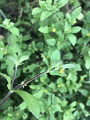 Melampodium longifolium
