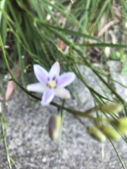 Arthropodium milleflorum