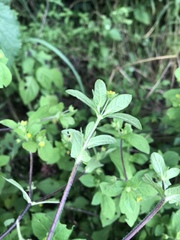 Melampodium longifolium