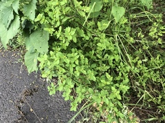 Melampodium longifolium