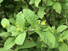 Melampodium longifolium