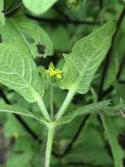 Melampodium longifolium
