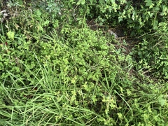 Melampodium longifolium