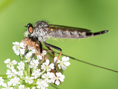 Neoitamus socius