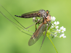 Neoitamus socius