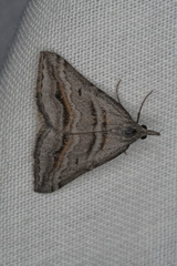 Dichromodes consignata